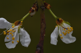 Dégât du gel du 10/03/2021 sur fleur de prunier